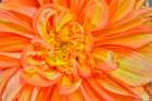 Usa-Washington State-Sammamish Dahlia Closeup Art Print
